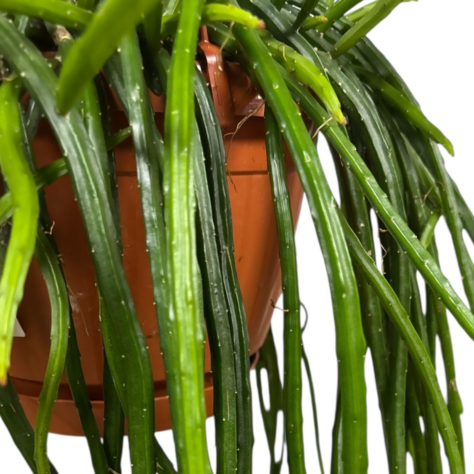 Planten Rhipsalis selenisereus - Ø21