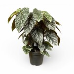 Planten Begonia wightii - Ø17