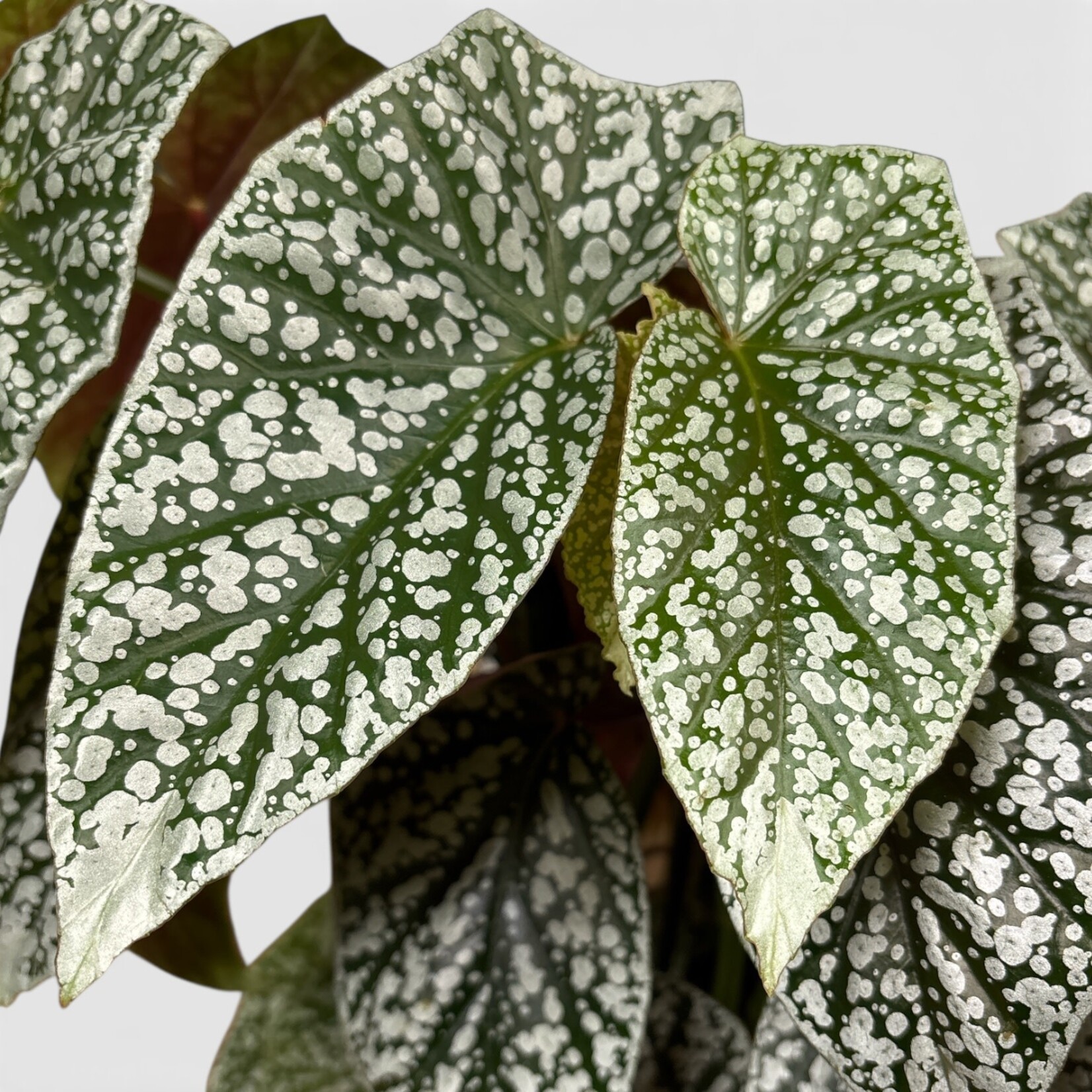 Planten Begonia wightii - Ø17