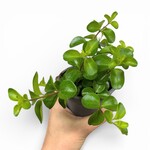Planten Peperomia rotundifolia - Ø09