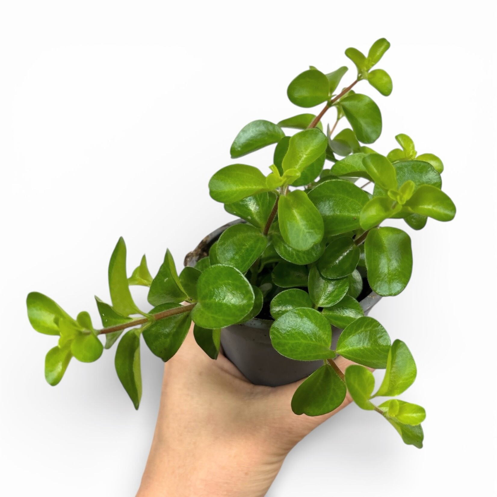 Planten Peperomia rotundifolia - Ø09
