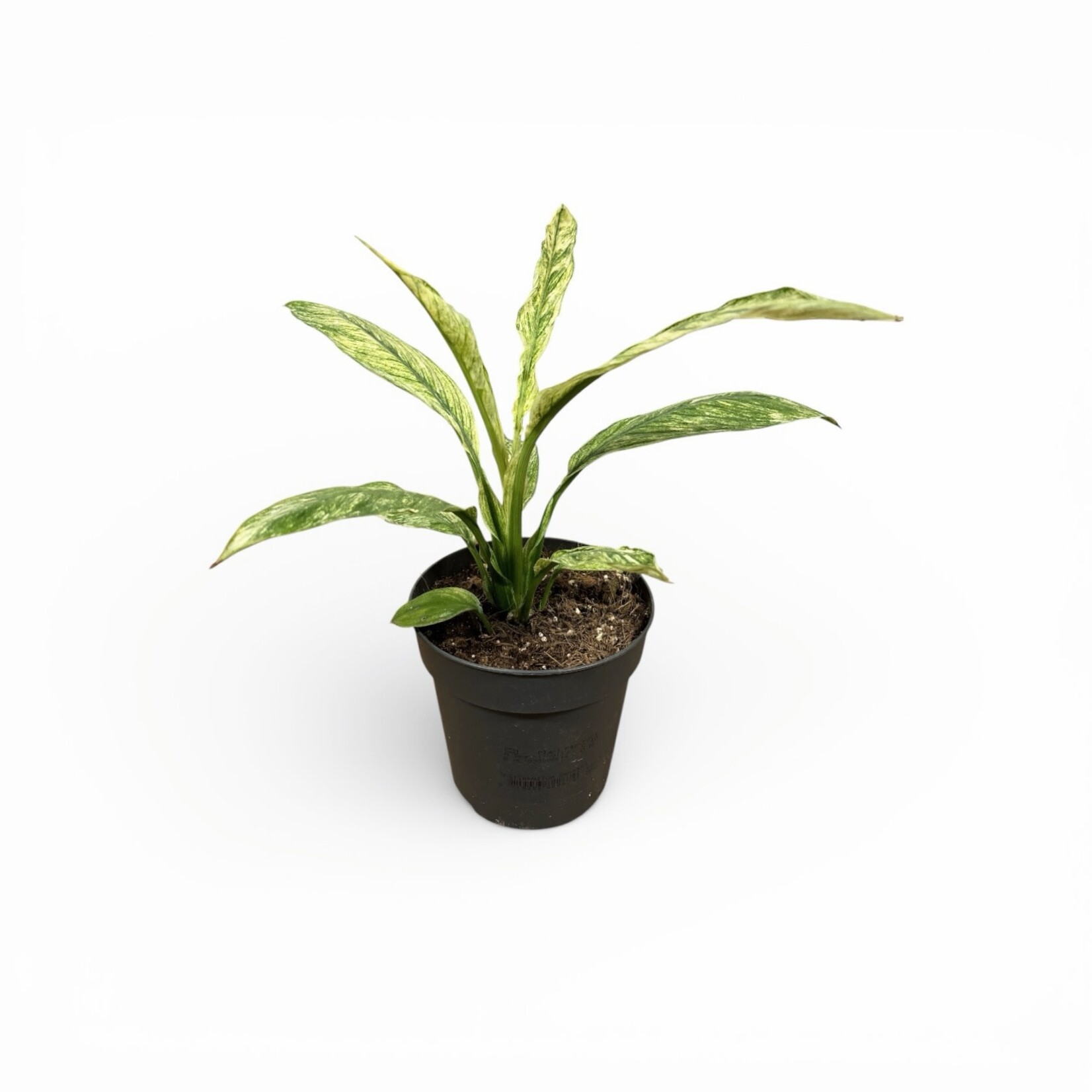 Planten Spathiphyllum sensation vaiegata - Ø12