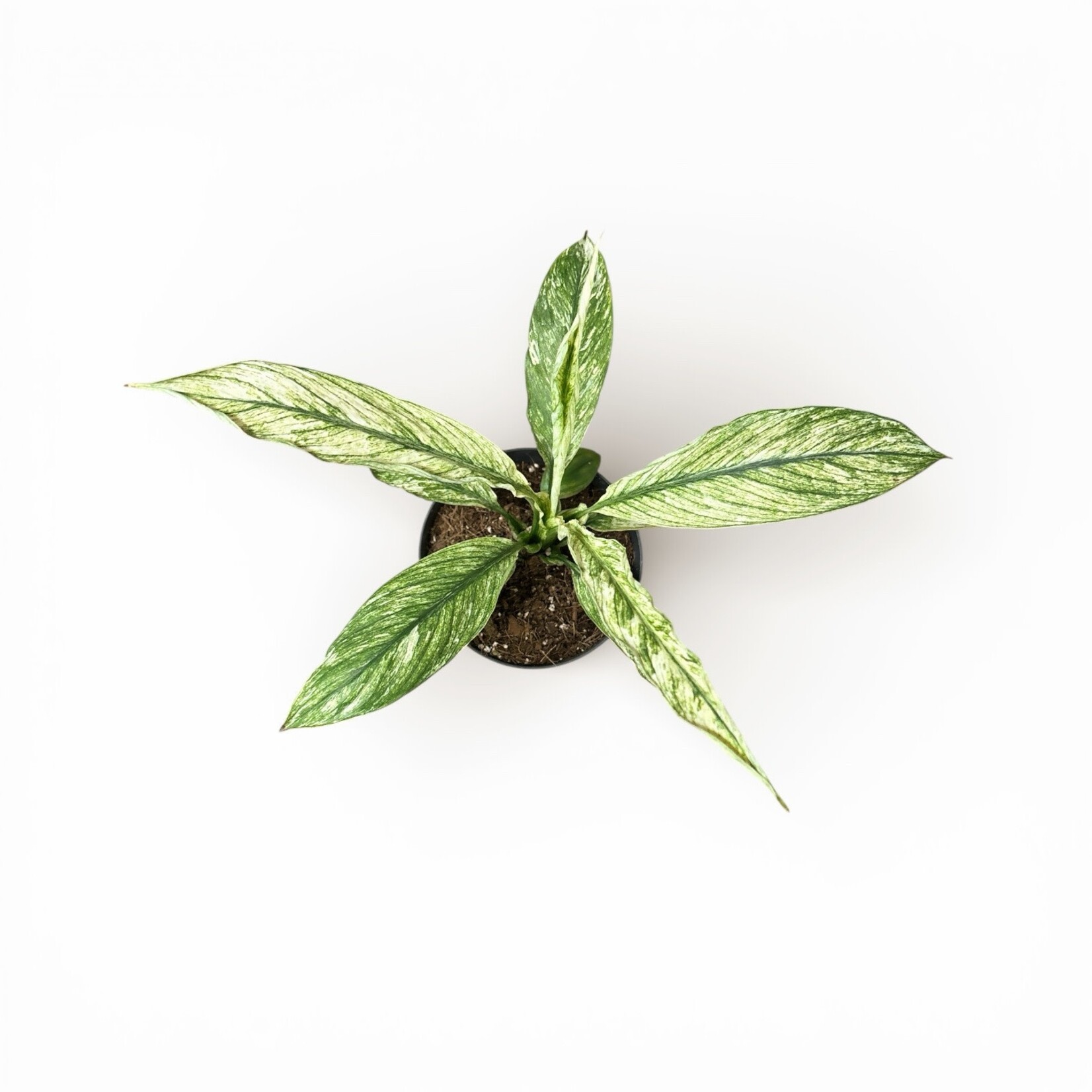 Planten Spathiphyllum sensation vaiegata - Ø12