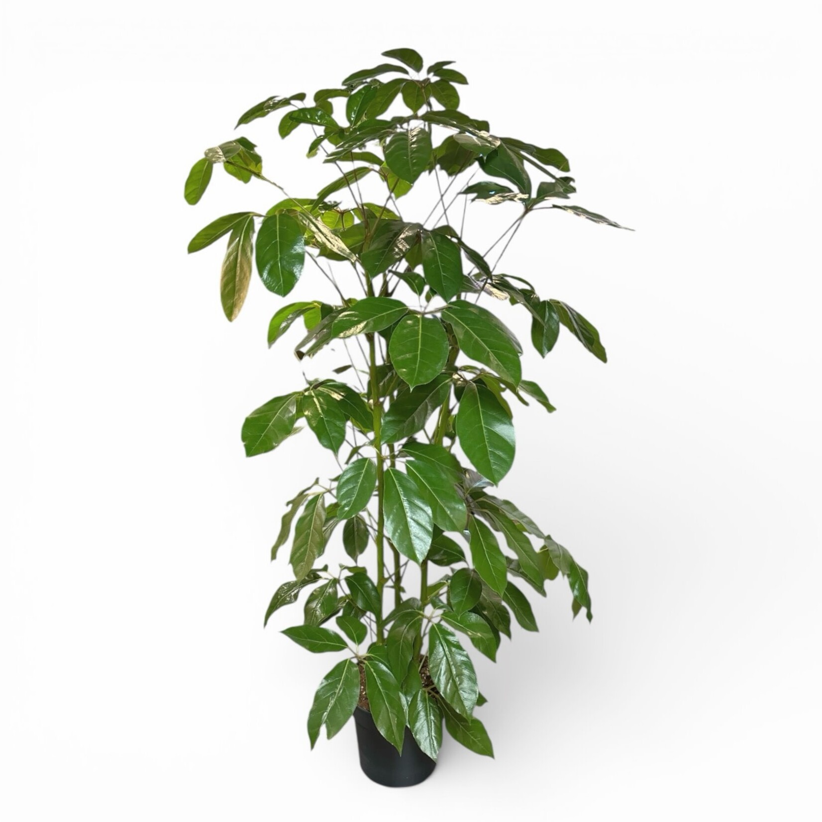 Planten Schefflera amate - Ø30