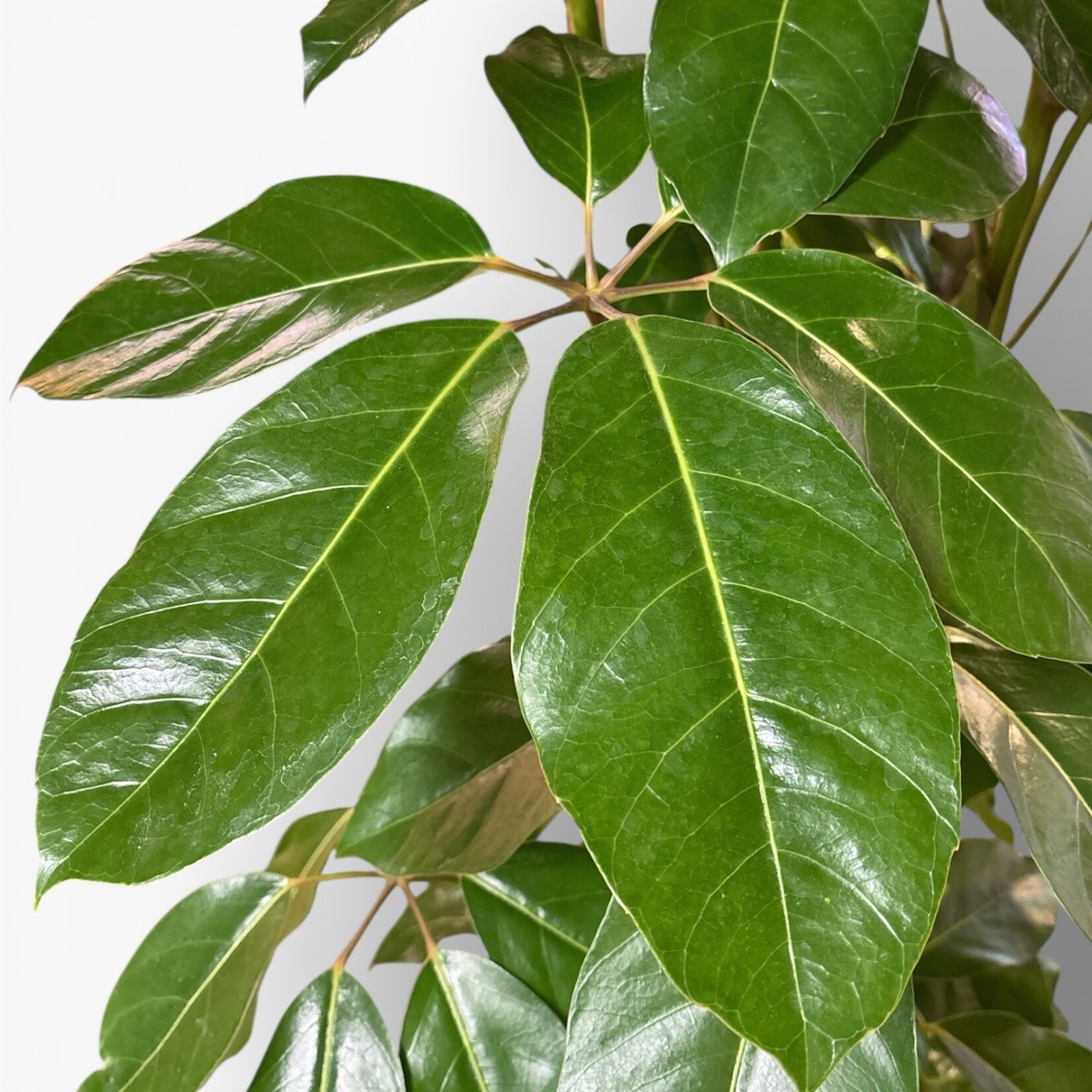 Planten Schefflera amate - Ø30
