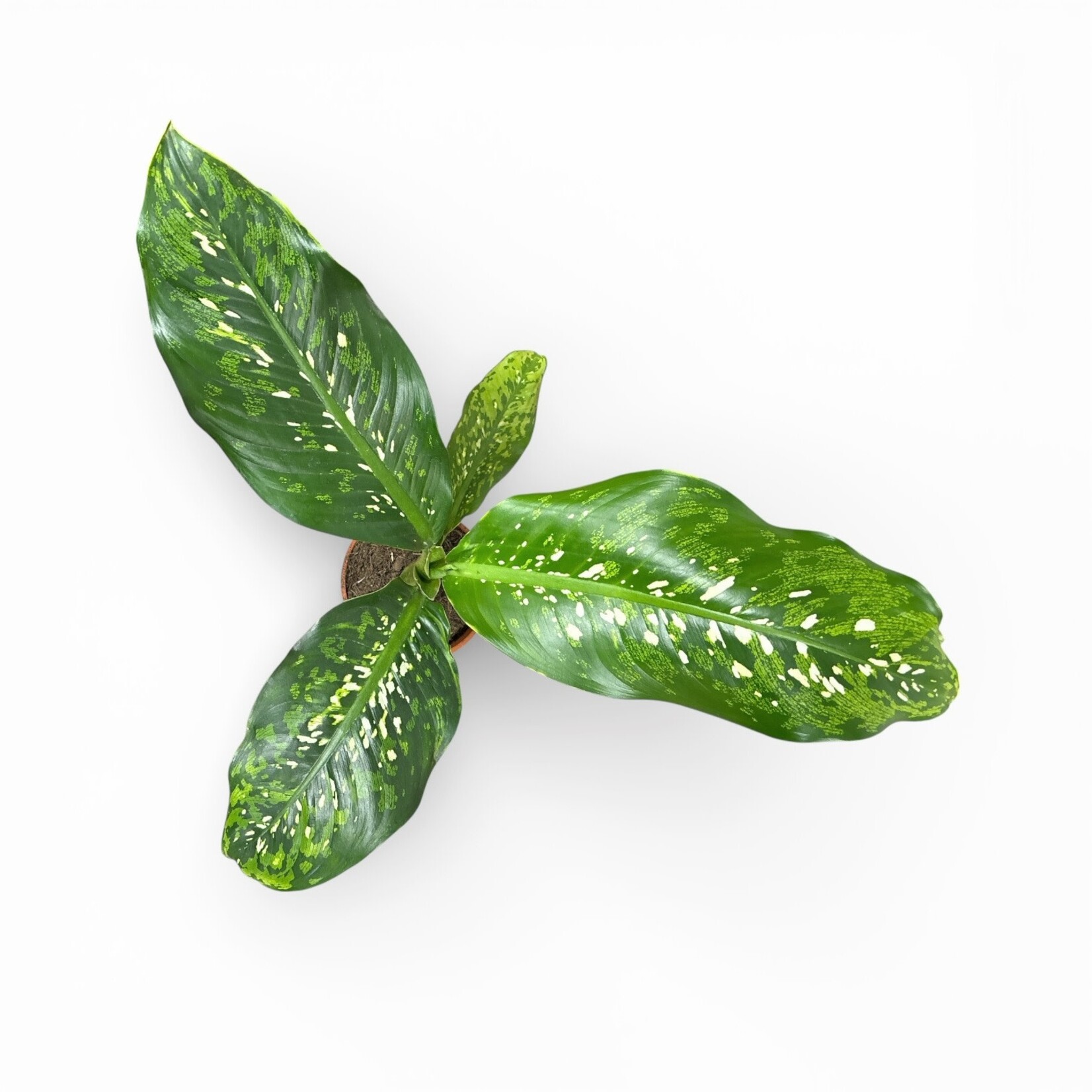Planten Dieffenbachia camouflage - Ø13