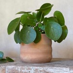 Terracotta Manora  Ø12