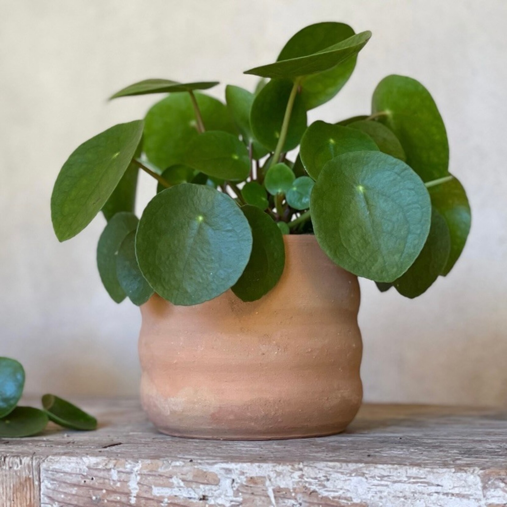 Terracotta Manora  Ø12