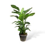 Planten Strelitzia nicolai - Ø35 H140