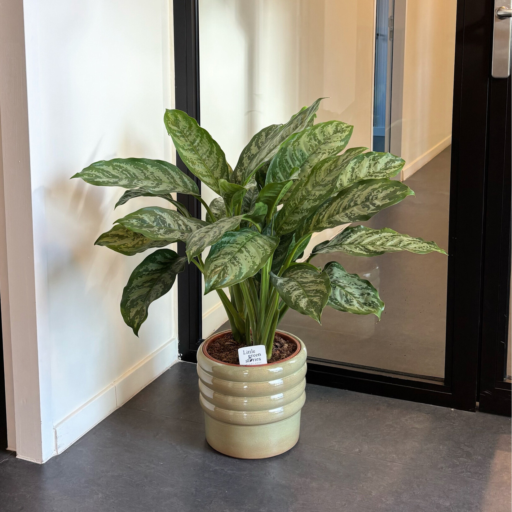 Ceramics Limburg Doom olive -  Ø24