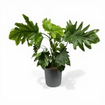 Planten Philodendron selloum - Ø21