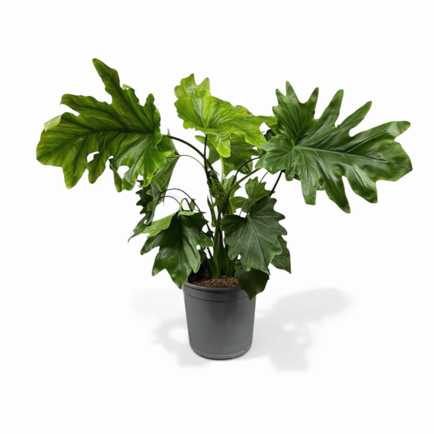 Planten Philodendron selloum - Ø21