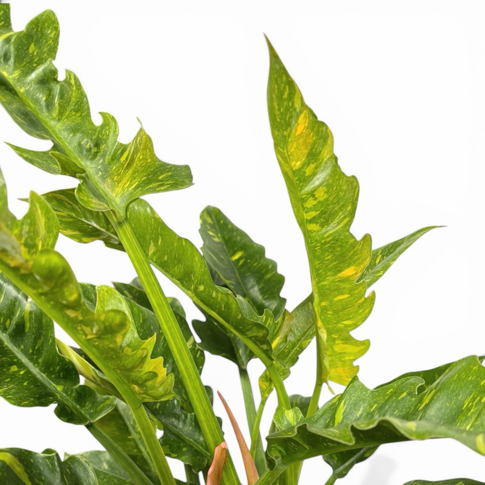 Planten Philodendron narrow ring of fire - Ø19