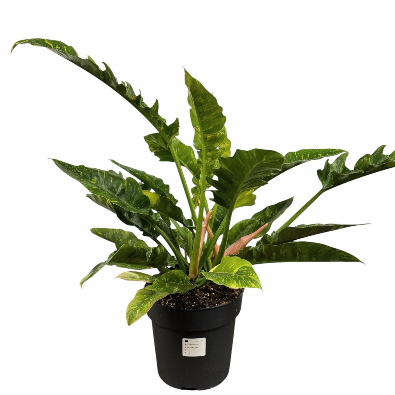 Planten Philodendron narrow ring of fire - Ø19