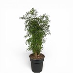 Planten Polyscias hawaiiana ming - Ø24