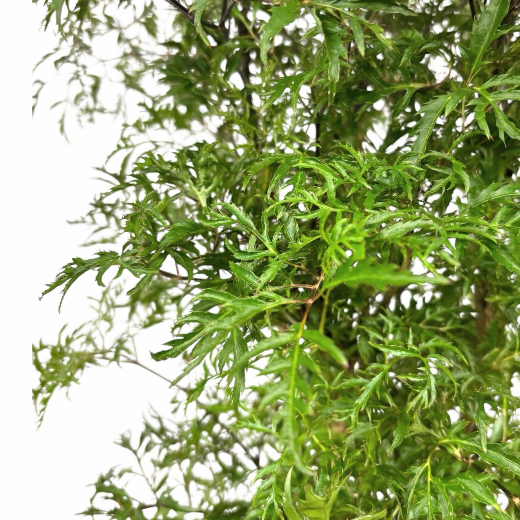 Planten Polyscias hawaiiana ming - Ø24