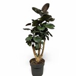 Planten Polyscias fabian - Ø21