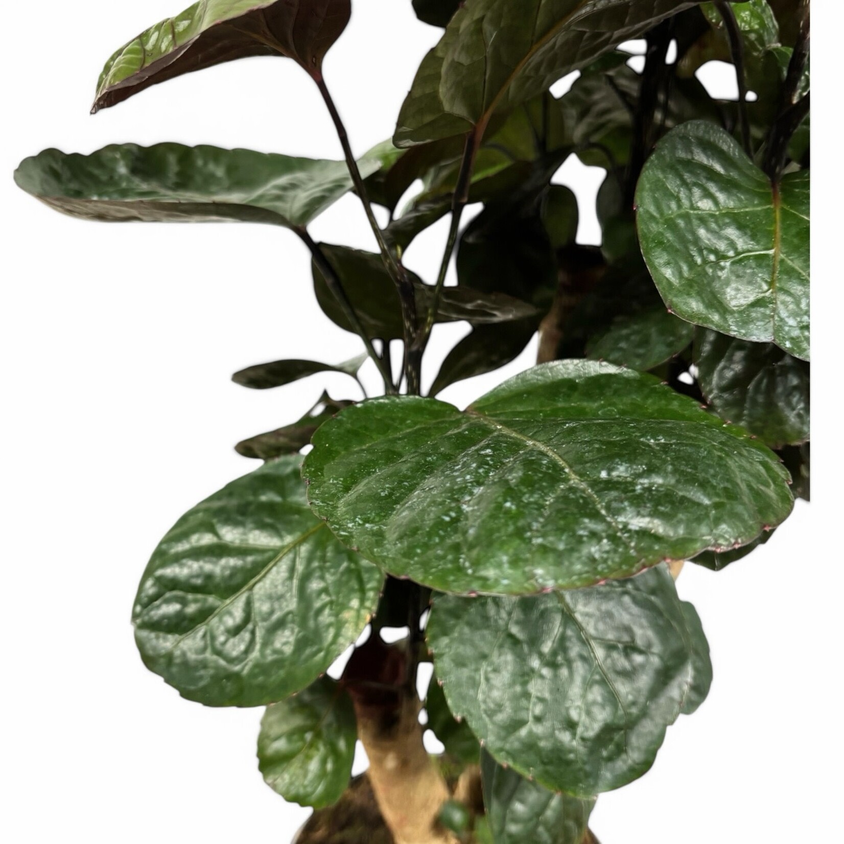 Planten Polyscias fabian - Ø21