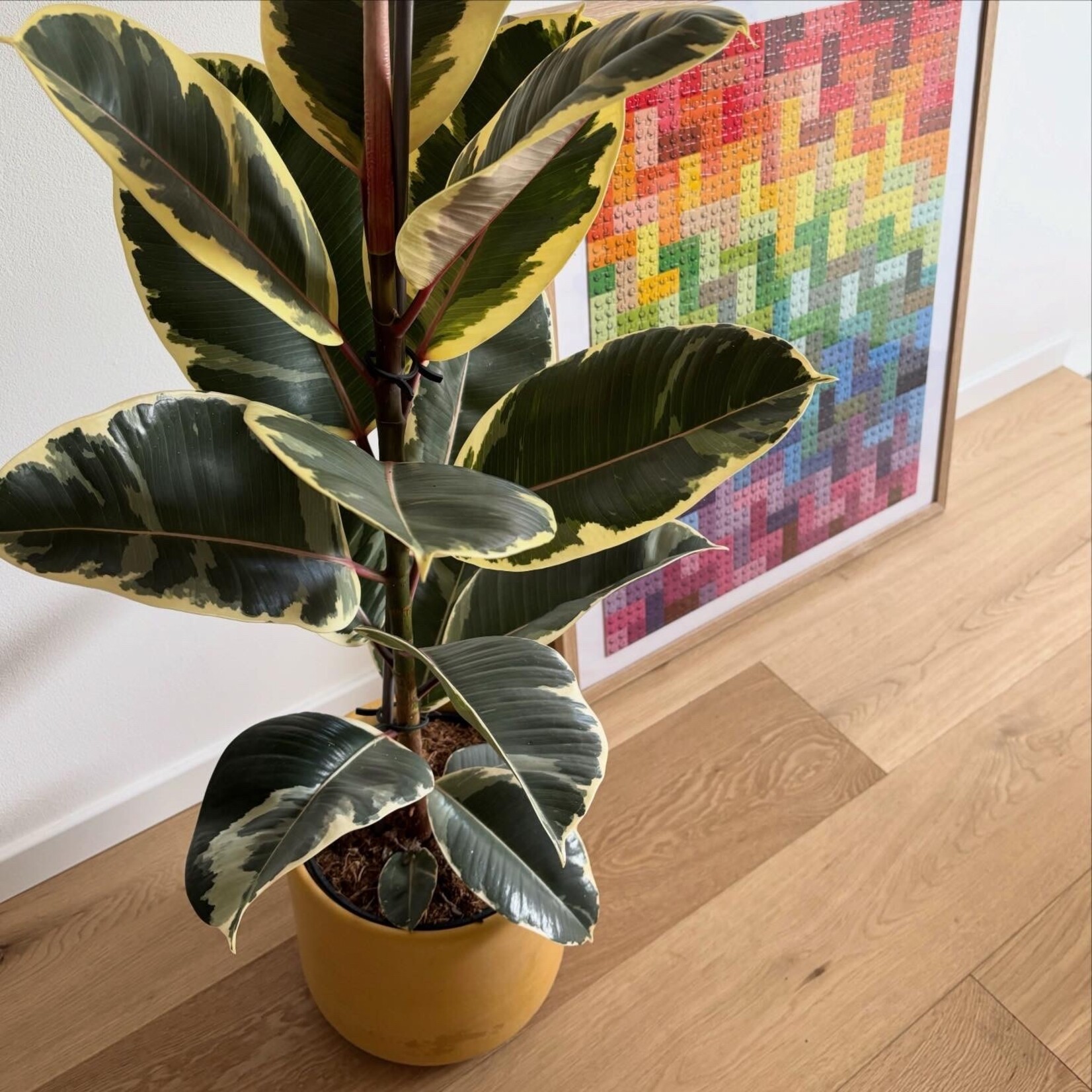 Planten Ficus elastica tineke - Ø21 - Hoogte 90 cm