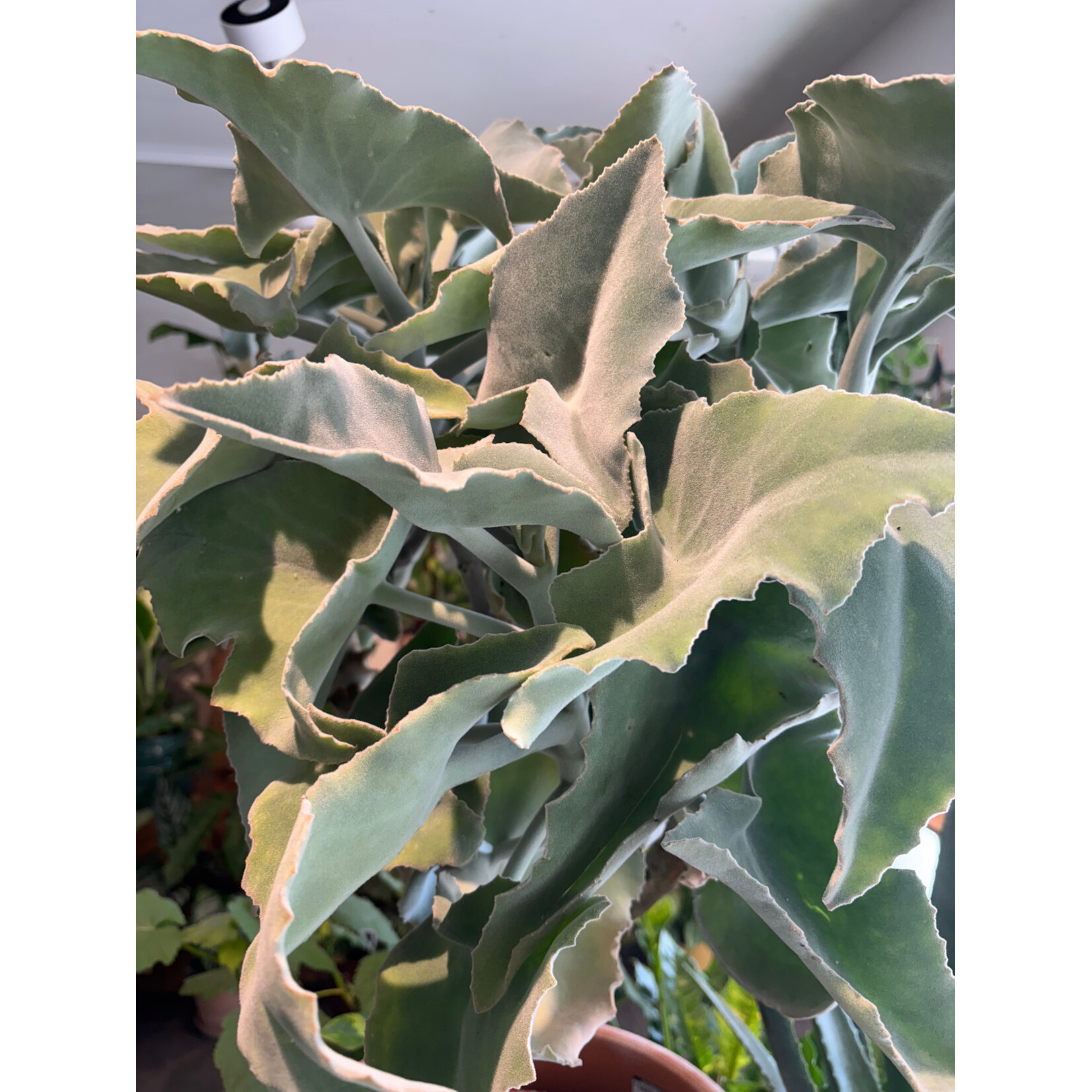 Planten Kalanchoe beharensis - Ø27