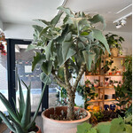 Planten Kalanchoe beharensis - Ø27