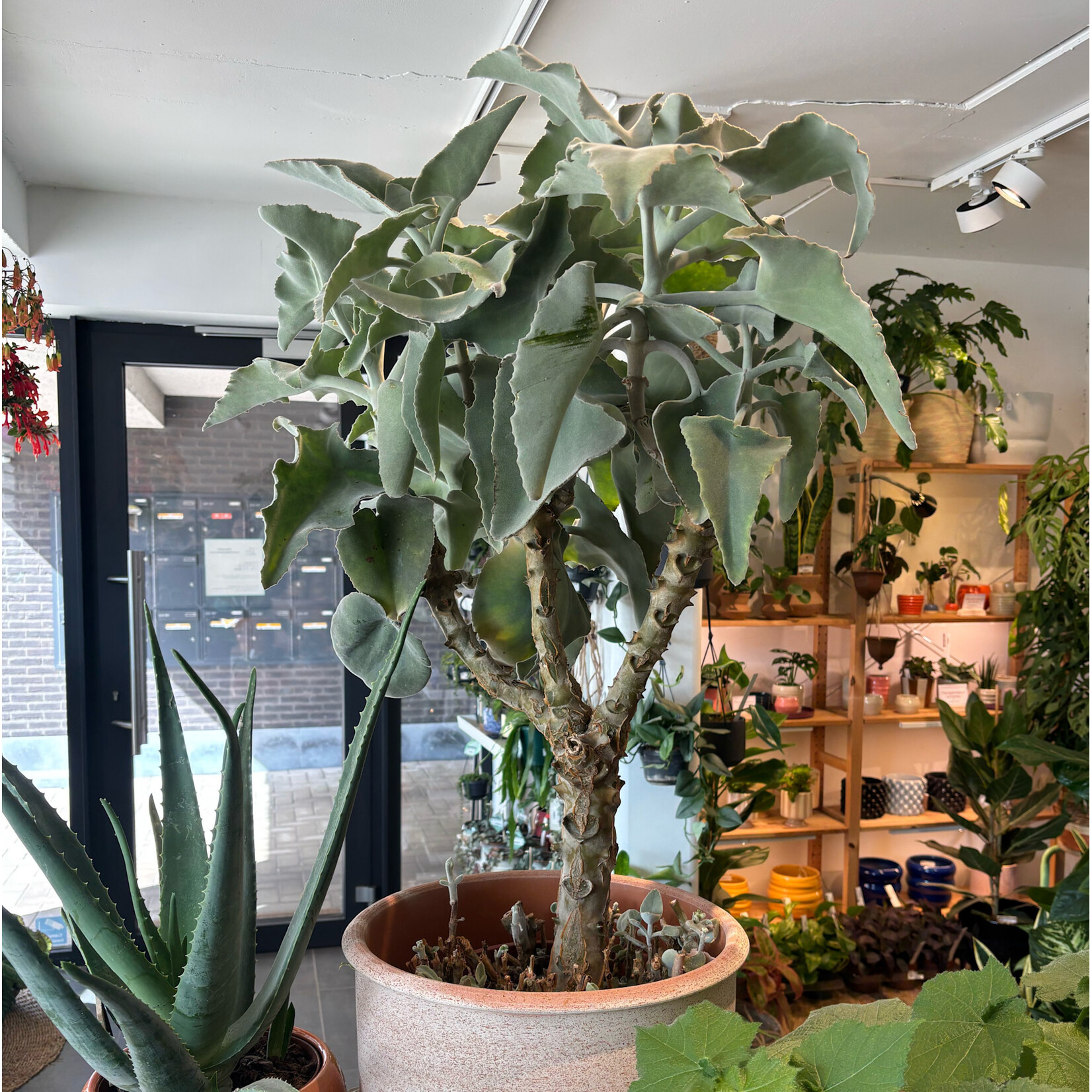 Planten Kalanchoe beharensis - Ø27