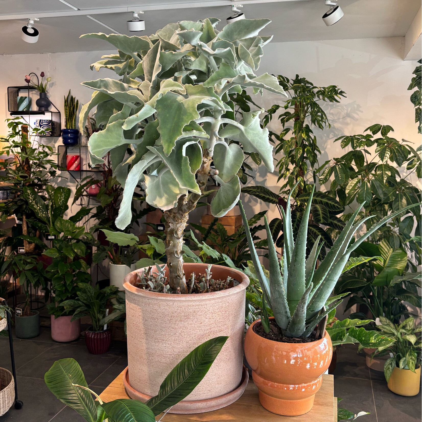 Planten Kalanchoe beharensis - Ø27