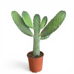 Planten Opuntia Consolea - Ø21