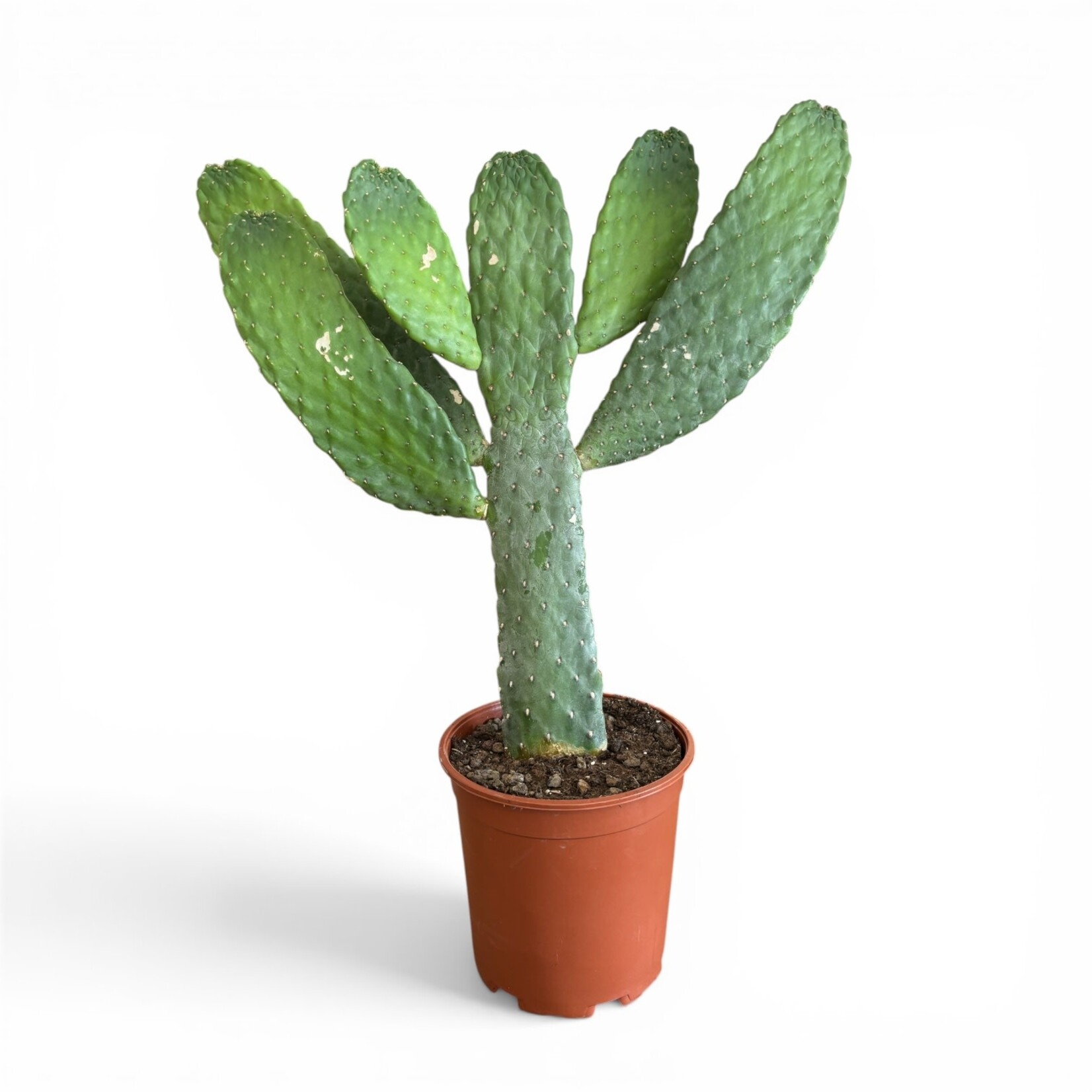 Planten Opuntia Consolea - Ø21