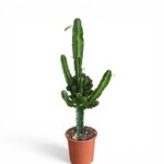 Planten Euphorbia erytrea - Ø17