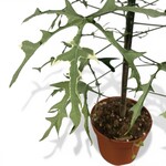 Planten Cnidoscolus aconitifolius variegata  - Ø17