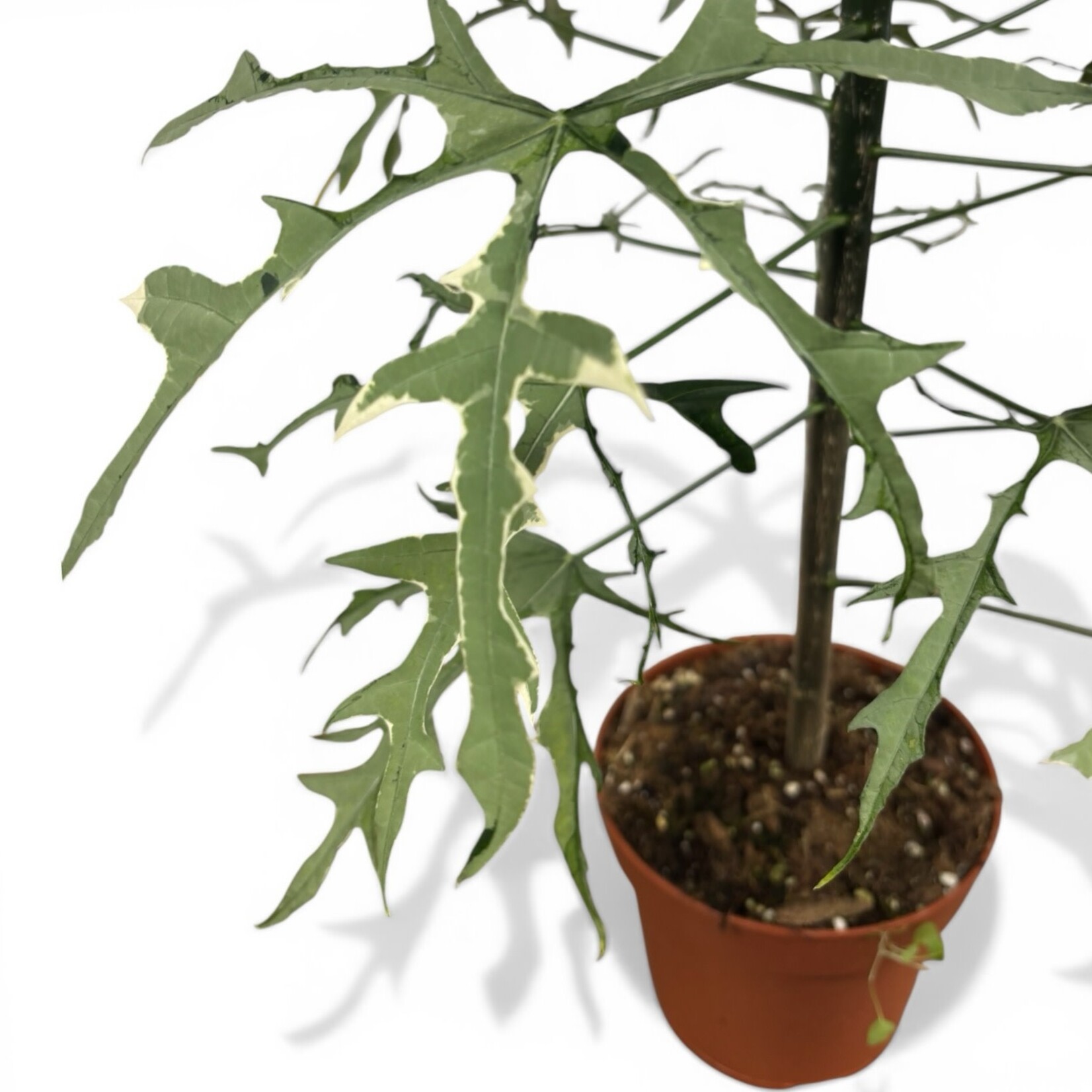 Planten Cnidoscolus aconitifolius variegata  - Ø17