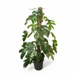 Planten Epipremnum pinnatum albo variegata - Ø24