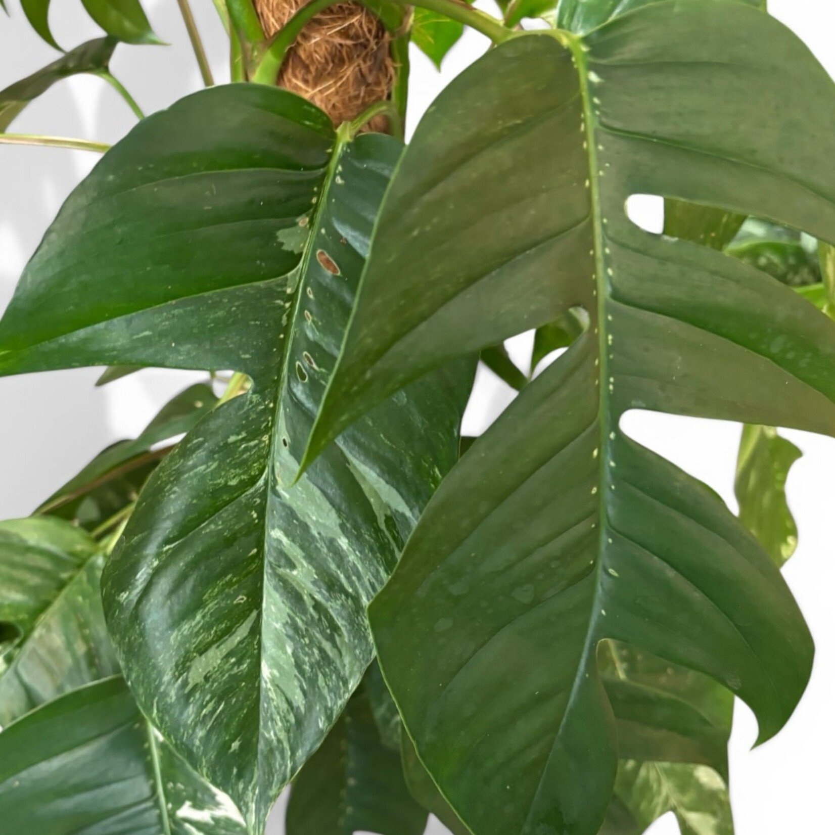 Planten Epipremnum pinnatum albo variegata - Ø24