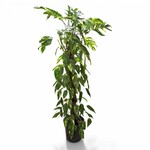 Planten Epipremnum golden flame - Ø24