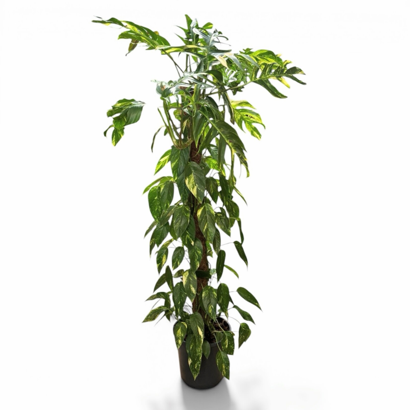 Planten Epipremnum golden flame - Ø24