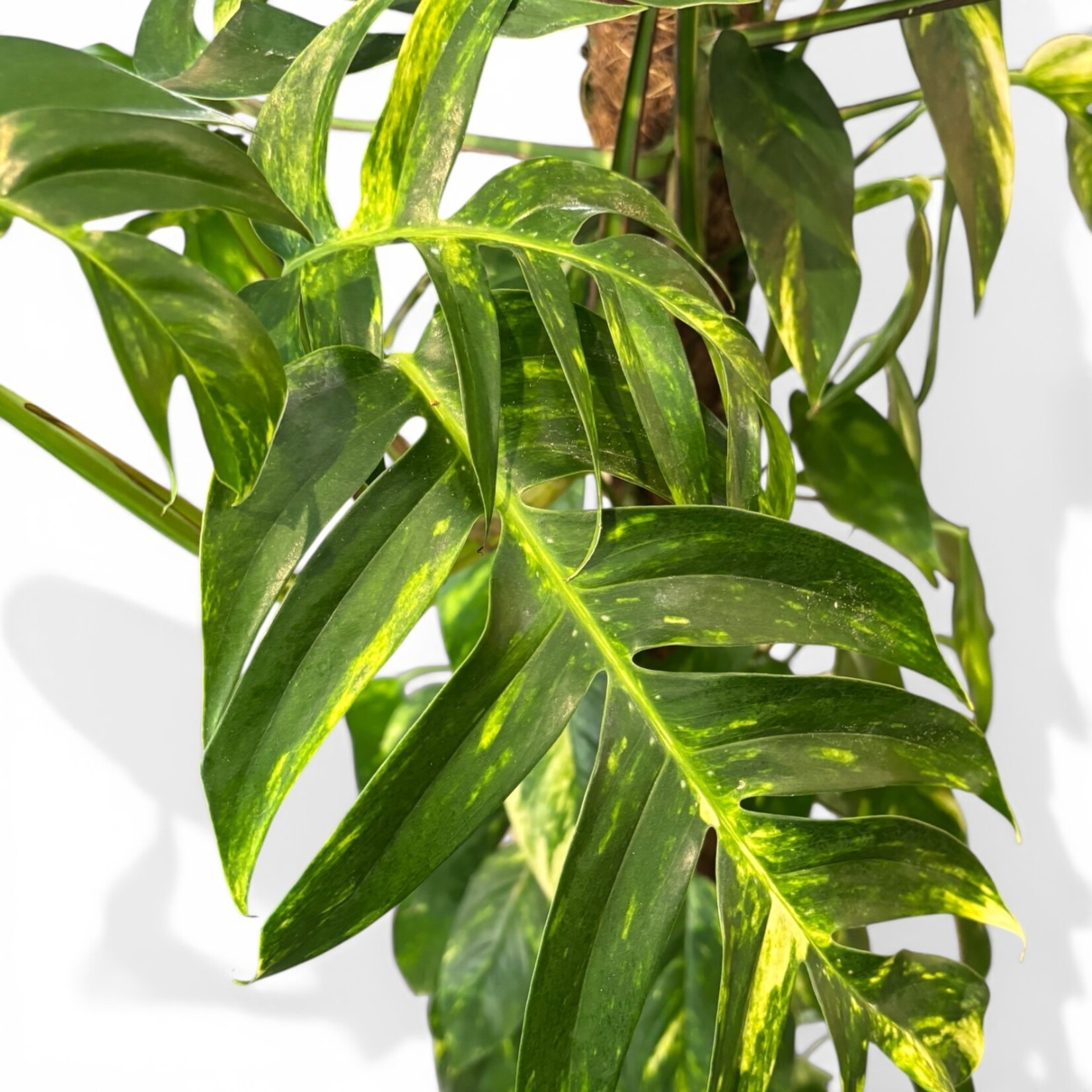 Planten Epipremnum golden flame - Ø24