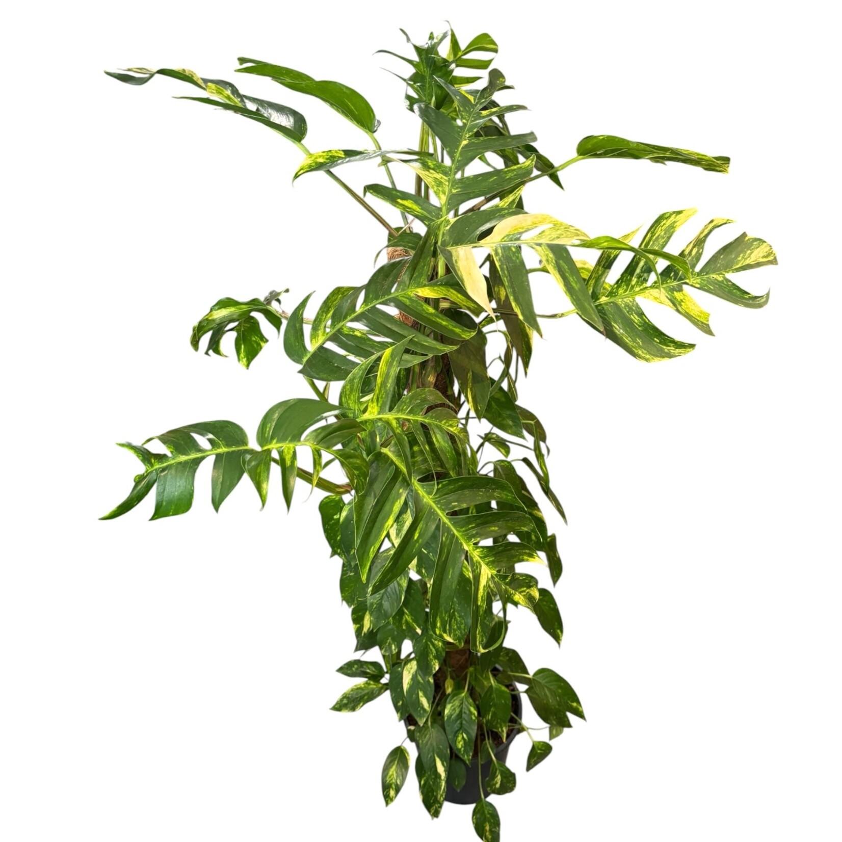 Planten Epipremnum golden flame - Ø24