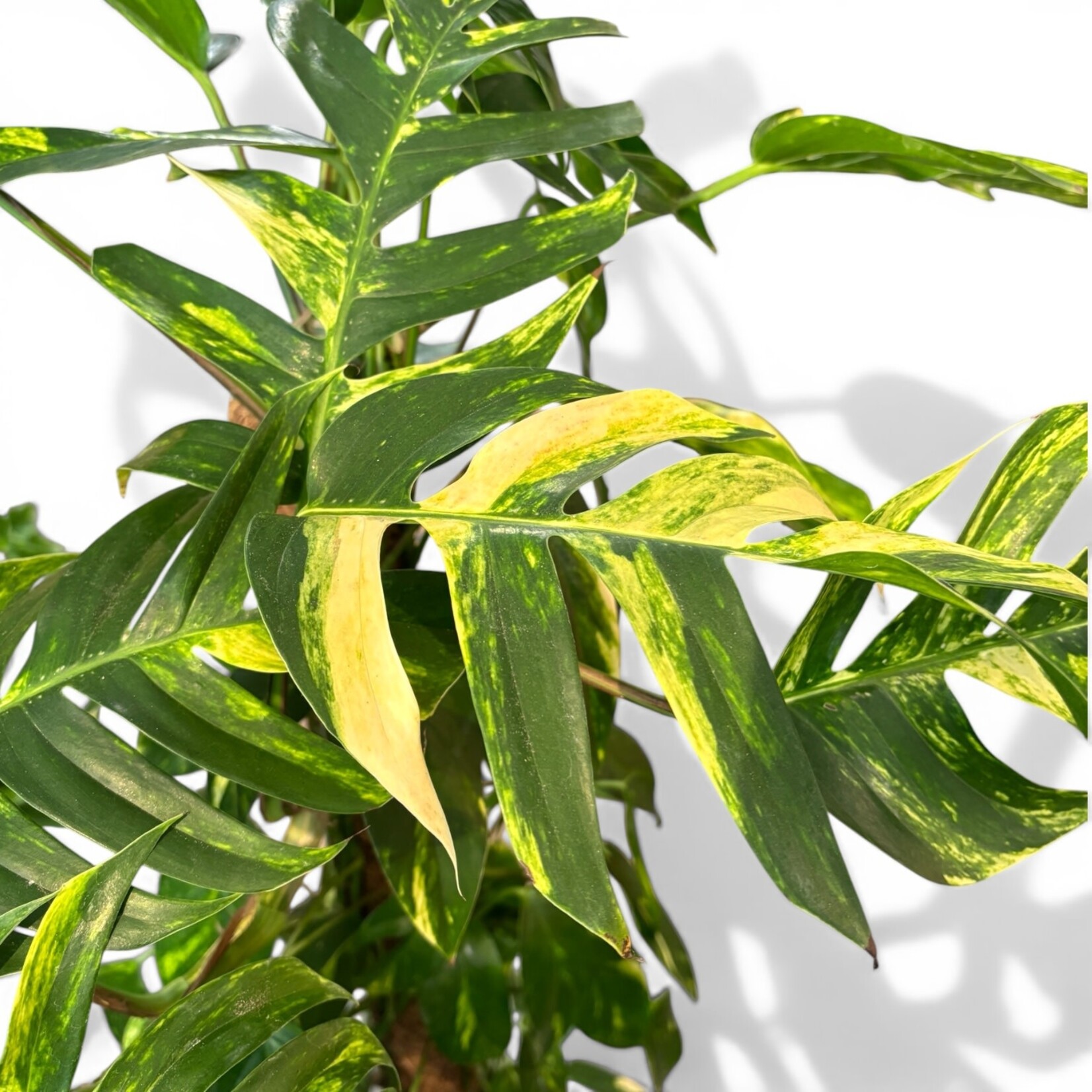 Planten Epipremnum golden flame - Ø24