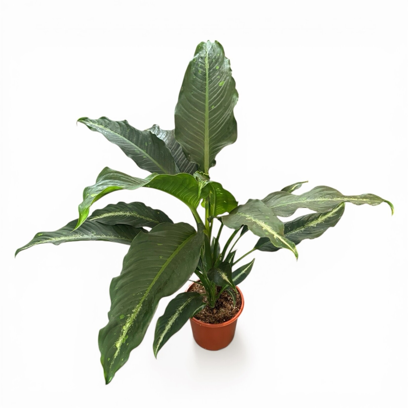 Planten Dieffenbachia galaxy - Ø24