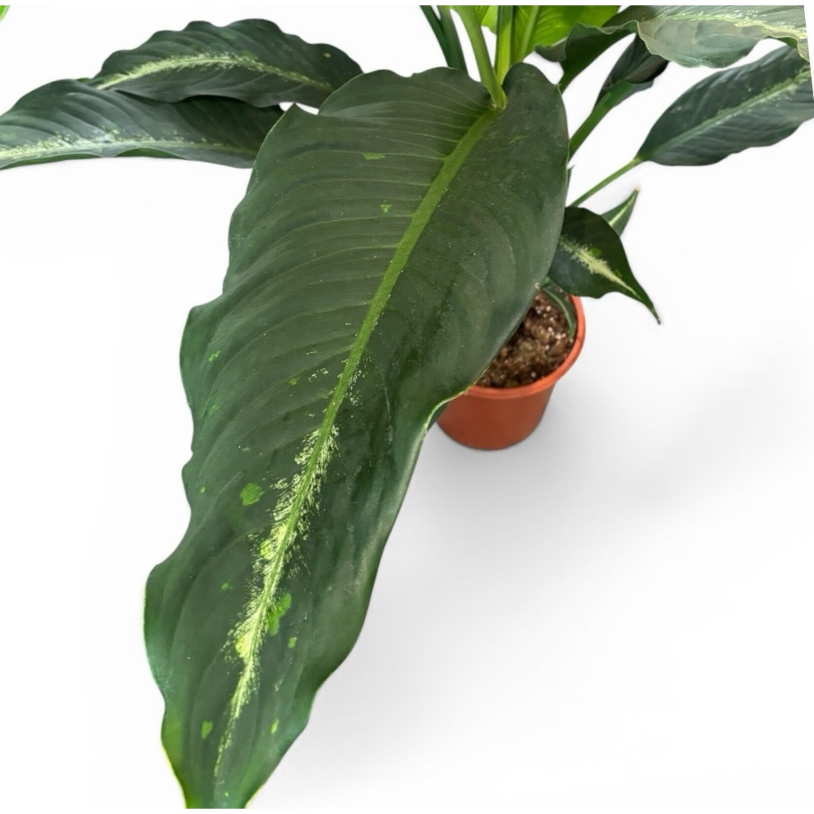 Planten Dieffenbachia galaxy - Ø24