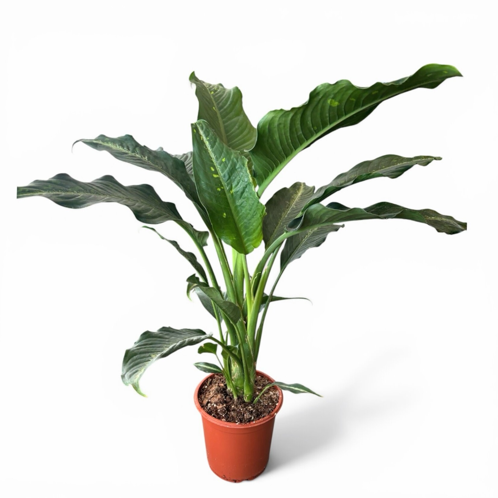 Planten Dieffenbachia galaxy - Ø24