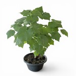 Planten Sparmannia africana - Ø23