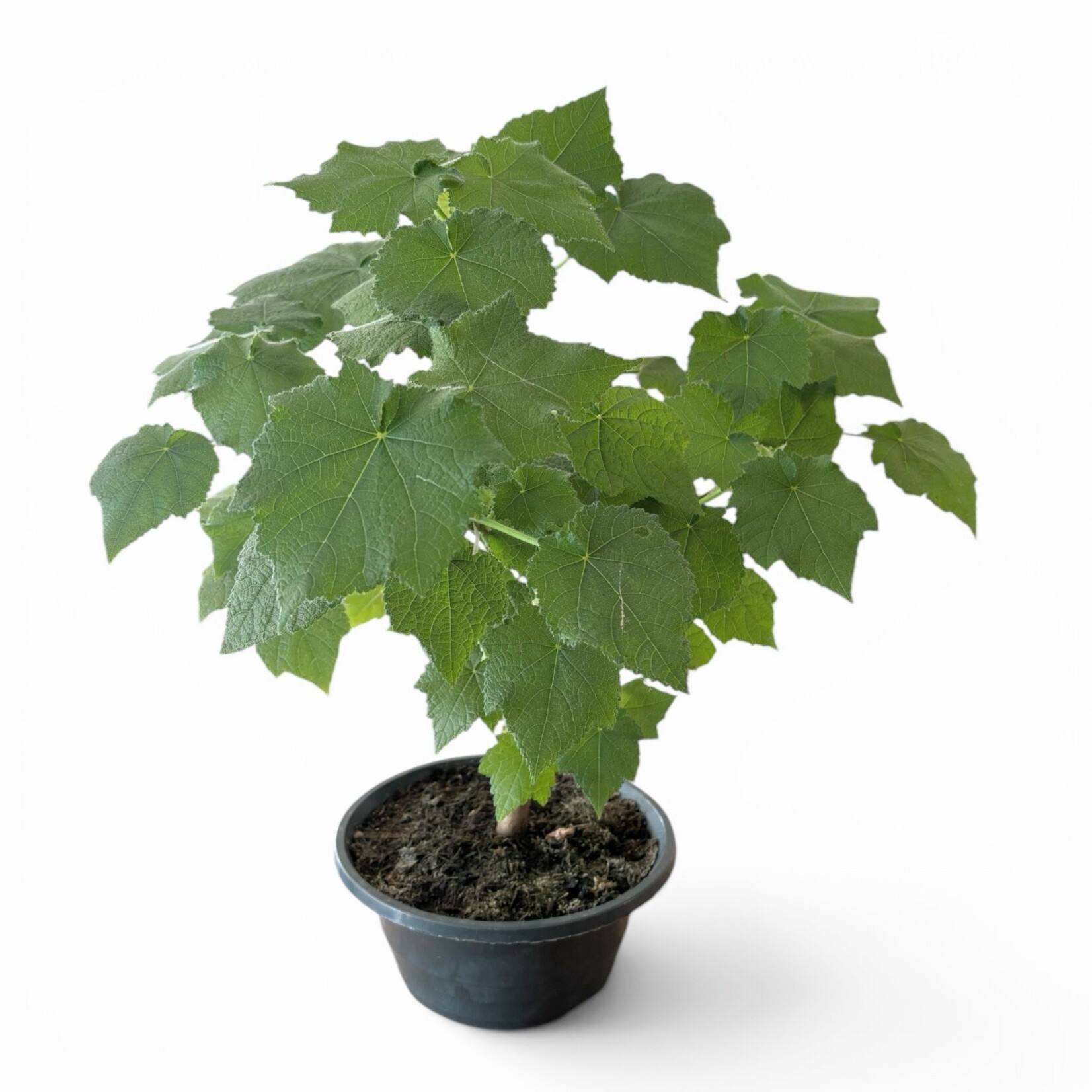 Planten Sparmannia africana - Ø23