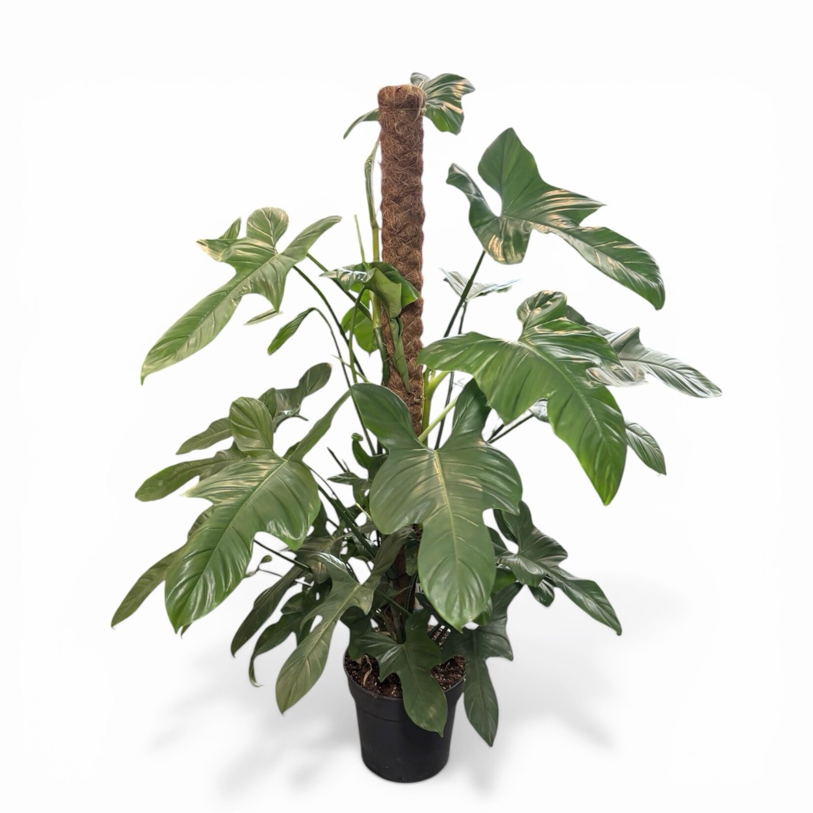 Planten Philodendron bipennifolium silver - Ø24