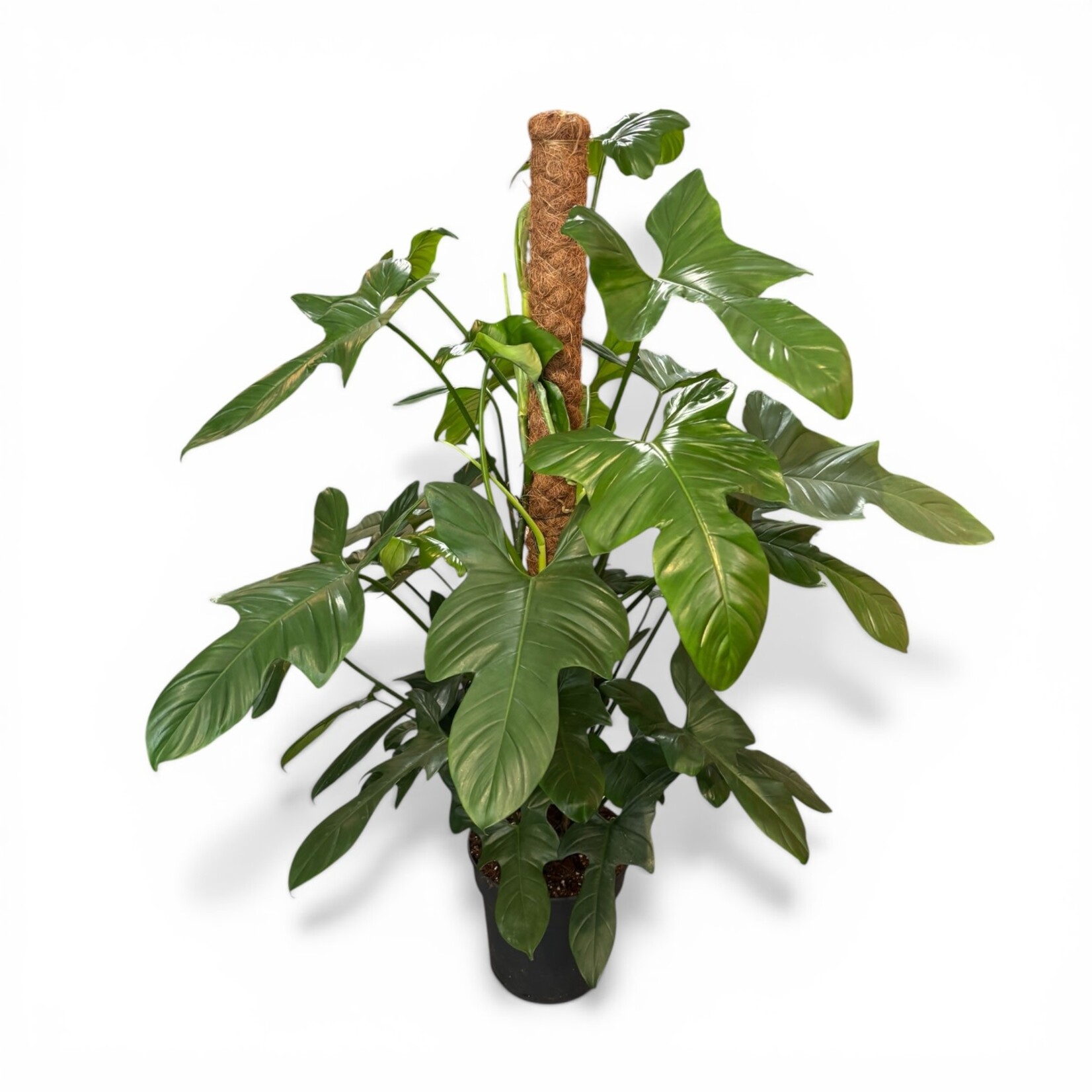 Planten Philodendron bipennifolium silver - Ø24