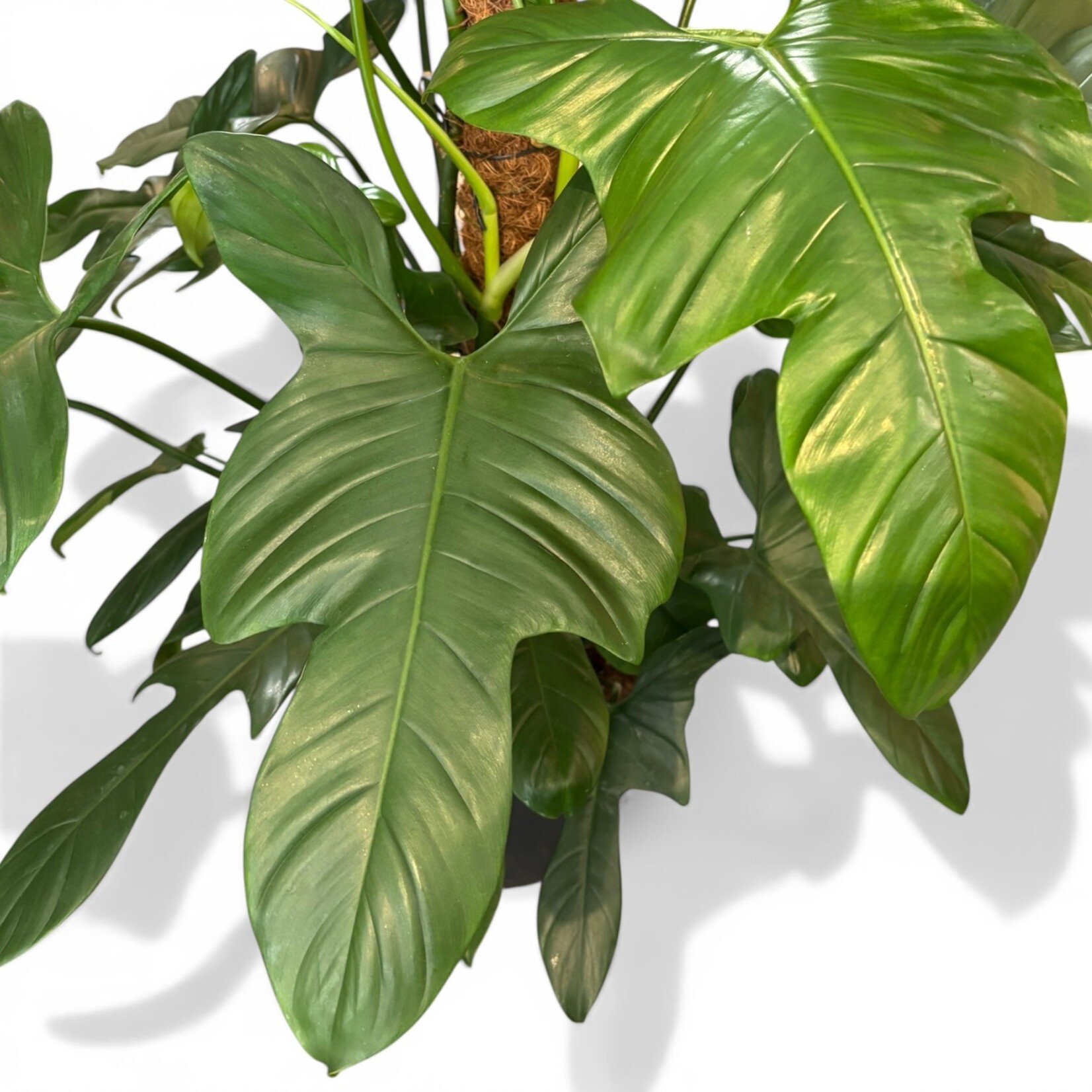 Planten Philodendron bipennifolium silver - Ø24
