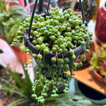 Planten Senecio rowleyanus - Ø10