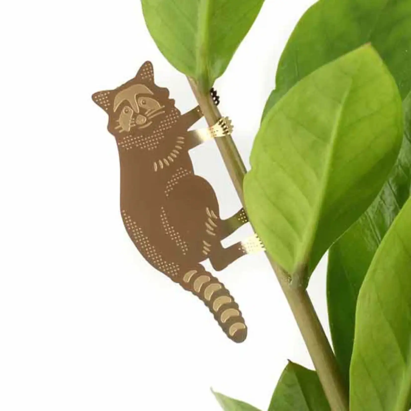 Another Studio Plant animal - RACCOON