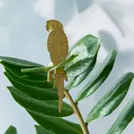 Another Studio Plant animal - PARROT
